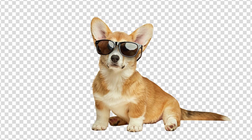 Remove the background of an animal photo