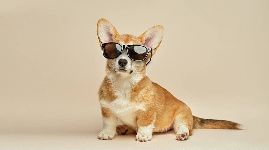 Remove the background of an animal photo